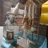 عروس هلندی