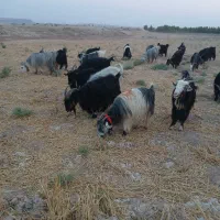 فروشه گله بزی