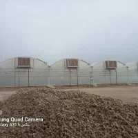 چند نفر کارگرد فنی ونیمه فنی در گلخانه