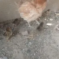 مرغ با جوجه