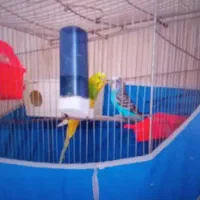 مرغ عشق‌ نر