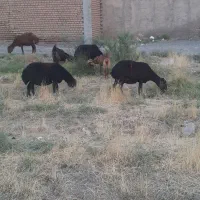 ۲۵ راس میش
