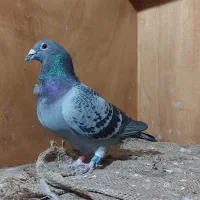 عراق پلاکی زاغ مسابقاتی