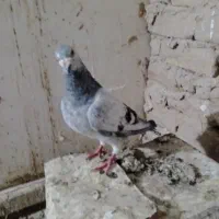 کبوتر