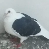 کبوتر