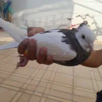 کفتر|پرنده|نیشابور, میدون بار|دیوار