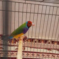 گلدین نرمست