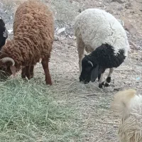 بره