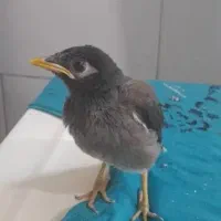 جوجه مینا