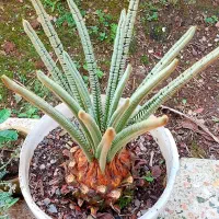 سیکاس|گل و گیاه طبیعی|لاهیجان, گلستان|دیوار