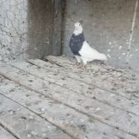 کبوتر طوقی  و کشتنی