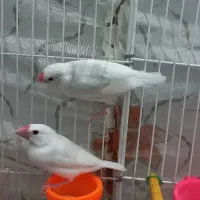 2 دونه فنچ نرگسی ، مصری