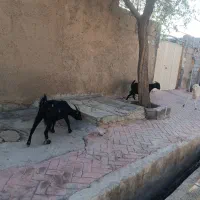 دو عدد بز جوان دونی 15ملیون