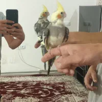 عروس هلندی