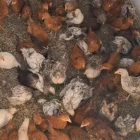 جوجه دوماهه