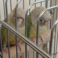 دوعدد پرنده گرینچینگ‌