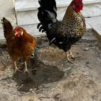 خروس و مرغ محلی