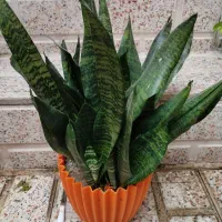 گل ۱۵۰|گل و گیاه طبیعی|رشت, تازه آباد|دیوار