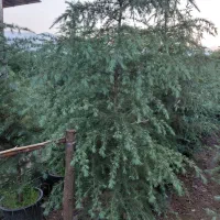 سدروس نانا یاس افرا کونیکا وغیره