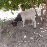 گوسفند