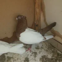 سینه وطوقی