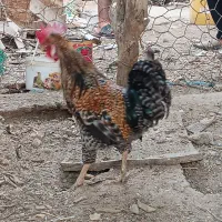 دو عدد خروس جوان و خوش آواز در اروندکنار
