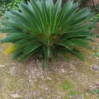 سیکاس