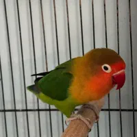 طوطی برزیلی