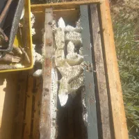 عسل