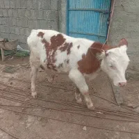 گوساله سمینتال جنس بالا