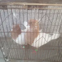 کل زرد کلایی