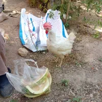 مرغ خونگی