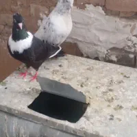 چند تا حیوون پرشی،و جوجه کشی،