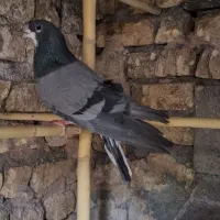 دمگیر خرقه بدرنگ