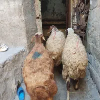 میش و بره درجه 1