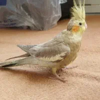 جوجه عروس هلندی سه ماهه
