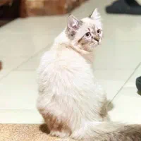 واگذاری گربه اسکاتیشش یک ساله