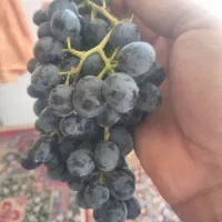 انگور ترکمن
