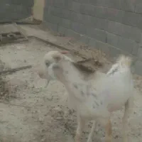 کهره نر آبدون