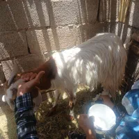 گوسفند و کره ۱۰ روزه ماده،سالم