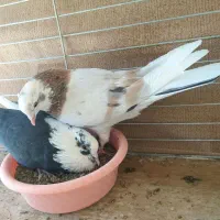 کفترکاشان،،کبوترکویر،،