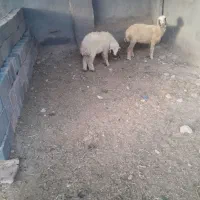 فروش بره نر وماده