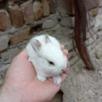 خرگوش میکس