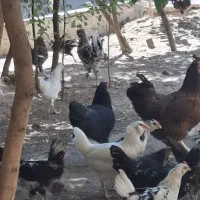 مرغ و خروس محلی