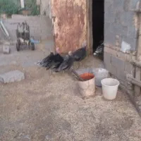 مرغ و بوقلمون