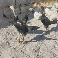 اوشامو جوجه