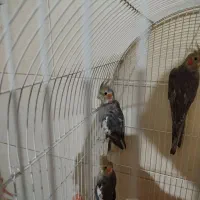 جوجه عروس هلندی