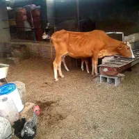 فروش . گاو زایده با گوساله ماده