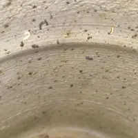 خارج سازی کرم دندان