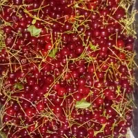 آلبالو گیل انار کیلویی 150 هزار